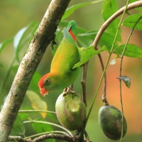 Zwisogłówka złotawa - Loriculus beryllinus - Sri Lanka Hanging Parrot