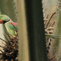 Aleksandretta większa - Psittacula eupatria - Alexandrine Parakeet
