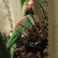 Aleksandretta większa - Psittacula eupatria - Alexandrine Parakeet