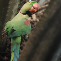 Aleksandretta większa - Psittacula eupatria - Alexandrine Parakeet