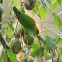 Zwisogłówka złotawa - Loriculus beryllinus - Sri Lanka Hanging Parrot