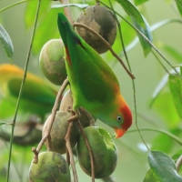 Zwisogłówka złotawa - Loriculus beryllinus - Sri Lanka Hanging Parrot