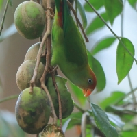 Zwisogłówka złotawa - Loriculus beryllinus - Sri Lanka Hanging Parrot