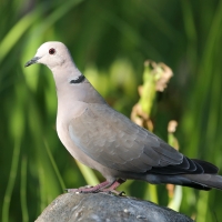 Sierpówka - Streptopelia decaocto - Eurasian Collared Dove