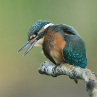 Zimorodek zwyczajny - Alcedo atthis - Common Kingfisher