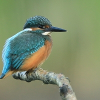 Zimorodek zwyczajny - Alcedo atthis - Common Kingfisher