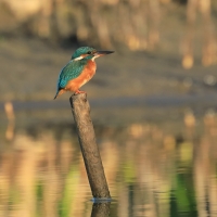 Zimorodek zwyczajny - Alcedo atthis - Common Kingfisher