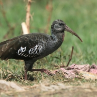 Ibis koralikowy - Bostrychia carunculata - Wattled Ibis