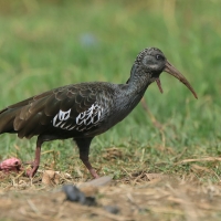 Ibis koralikowy - Bostrychia carunculata - Wattled Ibis