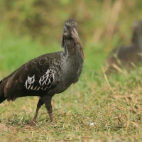 Ibis koralikowy - Bostrychia carunculata - Wattled Ibis