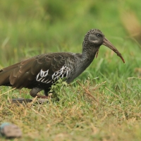 Ibis koralikowy - Bostrychia carunculata - Wattled Ibis