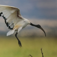 Ibis czczony - Threskiornis aethiopicus - Sacred Ibis