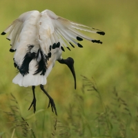 Ibis czczony - Threskiornis aethiopicus - Sacred Ibis