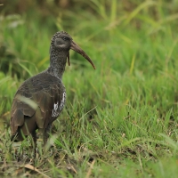 Ibis koralikowy - Bostrychia carunculata - Wattled Ibis