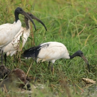 Ibis czczony - Threskiornis aethiopicus - Sacred Ibis
