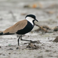Czajka szponiasta - Vanellus spinosus - Spur-winged Lapwing