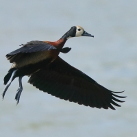 Drzewica białolica - Sarkidiornis melanotos - White-faced Whistling Duck