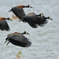 Drzewica białolica - Sarkidiornis melanotos - White-faced Whistling Duck