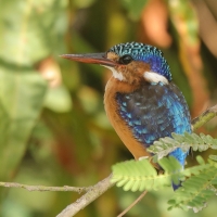 Zimorodek malachitowy - Corythornis cristatus  - African Malachite Kingfisher
