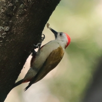 Dzięcioł szarogłowy - Mesopicos spodocephalus - Grey Woodpecker