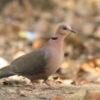 Synogarlica czerwonooka - Streptopelia semitorquata - Red-eyed Dove