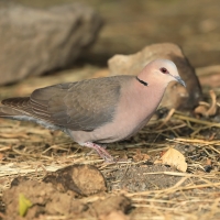 Synogarlica czerwonooka - Streptopelia semitorquata - Red-eyed Dove