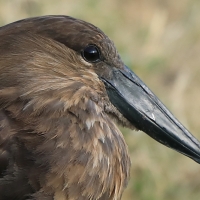 Waruga - Scopus umbretta - Hamerkop