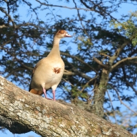 Gęsiówka egipska - Alopochen aegyptiaca - Egyptian Goose