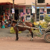 Dwukółka to częsty widok.