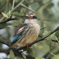 Łowiec kreskowany - Halcyon chelicuti - Striped Kingfisher