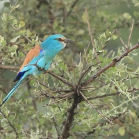 Kraska abisyńska - Coracias abyssinicus - Abyssinian Roller