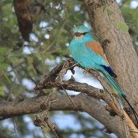 Kraska abisyńska - Coracias abyssinicus - Abyssinian Roller