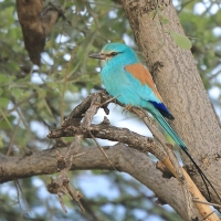 Kraska abisyńska - Coracias abyssinicus - Abyssinian Roller