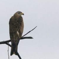 Kania czarna - Milvus migrans - Black Kite