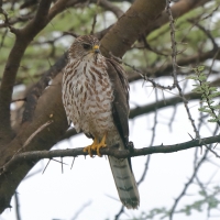 Krogulec mały - Accipiter badius  - Shikra