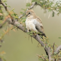Turkaweczka czarnogardła - Oena capensis - Namaqua Dove