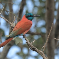 Żołna szkarłatna - Merops nubicus - Northern Carmine Bee-eater