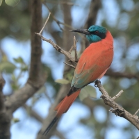 Żołna szkarłatna - Merops nubicus - Northern Carmine Bee-eater