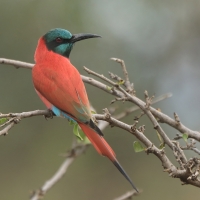 Żołna szkarłatna - Merops nubicus - Northern Carmine Bee-eater