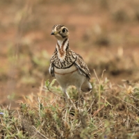 Nocobieg ozdobny - Rhinoptilus cinctus - Three-banded Courser