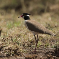Czajka czarnoczuba - Vanellus tectus - Black-headed Lapwing