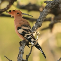 Dudek - Upupa epops - Common Hoopoe
