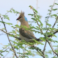 Czepiga długosterna - Urocolius macrourus - Blue-naped Mousebird