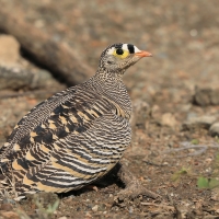 Stepówka prążkowana - Pterocles lichtensteinii - Lichtenstein's Sandgrouse