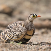 Stepówka prążkowana - Pterocles lichtensteinii - Lichtenstein's Sandgrouse