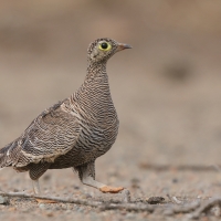 Stepówka prążkowana - Pterocles lichtensteinii - Lichtenstein's Sandgrouse