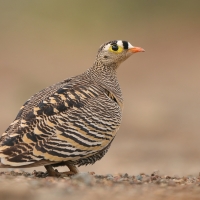 Stepówka prążkowana - Pterocles lichtensteinii - Lichtenstein's Sandgrouse