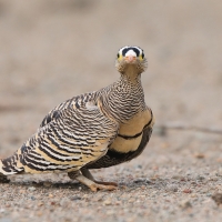 Stepówka prążkowana - Pterocles lichtensteinii - Lichtenstein's Sandgrouse