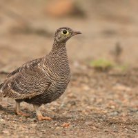 Stepówka prążkowana - Pterocles lichtensteinii - Lichtenstein's Sandgrouse