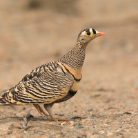 Stepówka prążkowana - Pterocles lichtensteinii - Lichtenstein's Sandgrouse